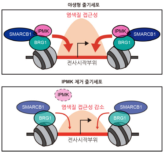 KAIST는 세포 분화 등 다양한 생명현상이 이뤄지는 후성유전에 있어 이노시톨 폴리인산 인산화 효소에 의해 후성유전 조절성 단백질 복합체의 기능을 정교하게 조절되는 새로운 분자생물학적 매커니즘을 규명했다.   연구재단 제공